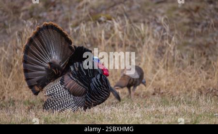 Tom turkey si sta preparando per una gallina in una serata di aprile nel Wisconsin settentrionale. Foto Stock