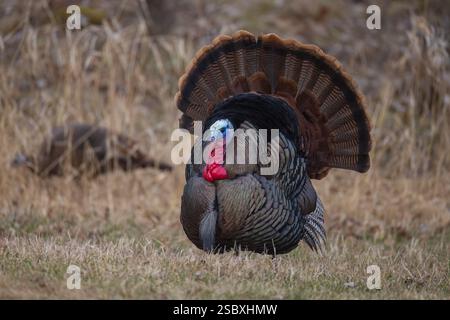 Tom turkey si sta preparando per una gallina in una serata di aprile nel Wisconsin settentrionale. Foto Stock