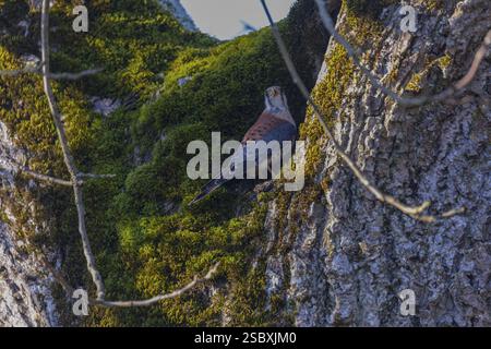 Un gheppio americano (Falco sparverius) seduto sulla corteccia di un albero alla luce del mattino presto Foto Stock