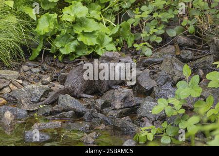 Una lontra eurasiatica (Lutra lutra), in piedi sulle rocce di un letto di ruscello, in cerca di cibo. Vegetazione verde intorno Foto Stock
