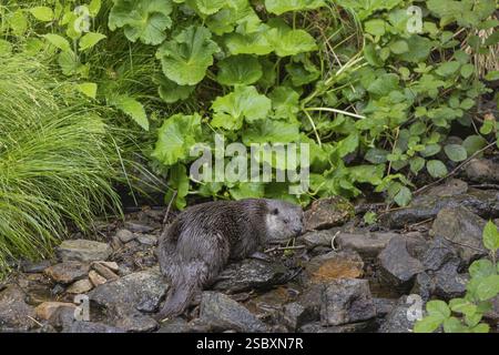 Una lontra eurasiatica (Lutra lutra), in piedi sulle rocce di un letto di ruscello, in cerca di cibo. Vegetazione verde intorno Foto Stock