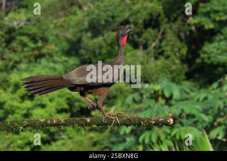 Guan crestato (Penelope purpurascens) arroccato su un ramo, Costa Rica, America centrale Foto Stock