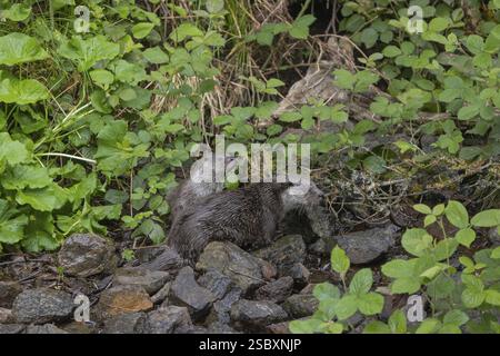 Due lontra eurasiatiche (Lutra lutra), in piedi sulle rocce di un letto di ruscello, in cerca di cibo. Vegetazione verde intorno Foto Stock