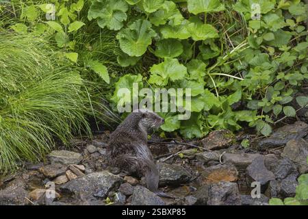 Una lontra eurasiatica (Lutra lutra), in piedi sulle rocce di un letto di ruscello, in cerca di cibo. Vegetazione verde intorno Foto Stock
