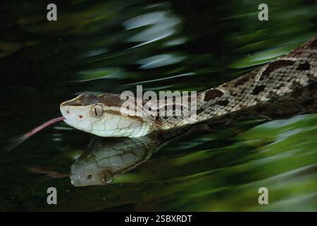 Fer de Lance (Bothrops lanceolatus) nuoto, Costa Rica, America centrale Foto Stock