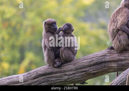Due giovani Gelada (Theropithecus gelada), o scimmia con il cuore sanguinante seduta su un tronco che si toglie a vicenda. Una foresta verde sullo sfondo Foto Stock
