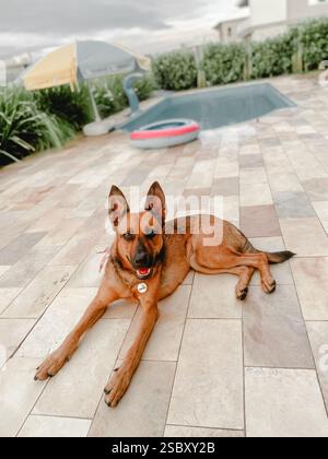 Malinois vive la vita migliore vicino alla piscina Foto Stock