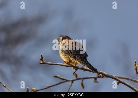Un gheppio americano (Falco sparverius) seduto su un ramoscello alla luce del mattino presto con un cielo blu sullo sfondo Foto Stock