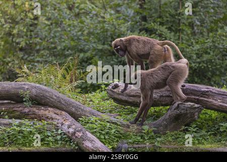 Due Gelada femminili (Theropithecus gelada), o scimmia dal cuore sanguinante che camminano attraverso la vegetazione fluviale per arrivare al fiume per bere Foto Stock