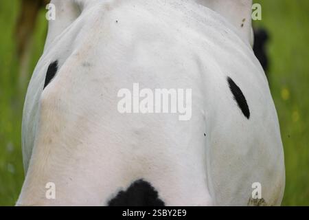 Modelli di mucca. Un bestiame Holstein Frisone pascolato sul pascolo alpino con alberi d'acero, valle dell'Ing, Austria, Europa Foto Stock
