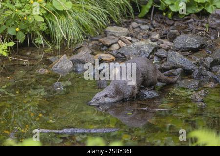 Una lontra eurasiatica (Lutra lutra), in piedi sulle rocce di un letto di ruscello, in cerca di cibo. Vegetazione verde intorno Foto Stock