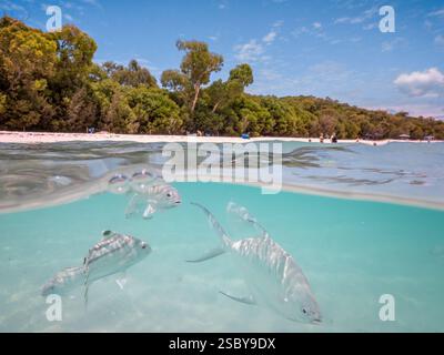 Pesca a Whitehaven Beach nelle Whitsunday Foto Stock