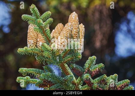 Coni immaturi di Fir Manciuria ricoperti da resina Varna, Bulgaria, Europa Foto Stock