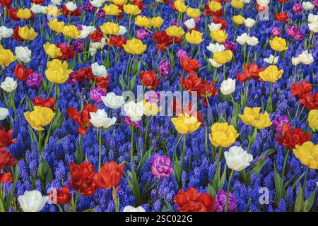 Diversi tipi di tulipani tra i fiori di Muscari Keukenhof, Paesi Bassi Foto Stock