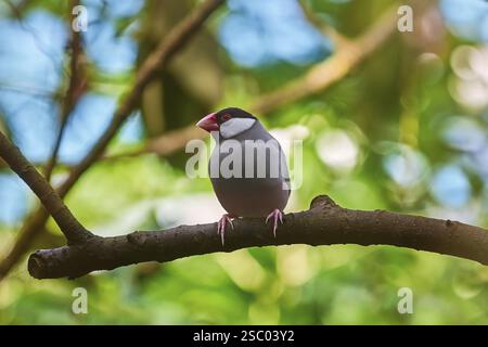 Giava Sparrow (Lonchura Oryzivora) arroccato sulla filiale di Vienna, Austria, Europa Foto Stock