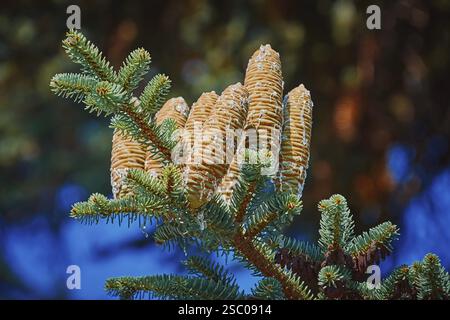 Coni immaturi di Fir Manciuria ricoperti da resina Varna, Bulgaria, Europa Foto Stock