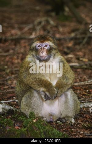 Barbary Macaque (Macaca Sylvanus) seduto a terra Salem, Germania, Europa Foto Stock
