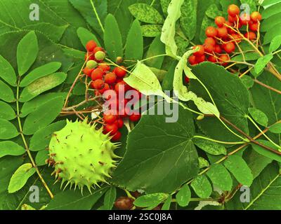 Ashberry, castagne e tiglio aggravano le foglie verdi Foto Stock