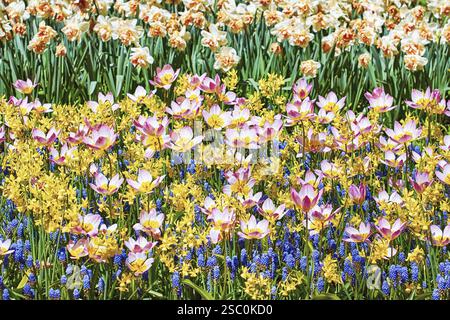Lilac Wonder Tulips tra Muscari Botryoides Flowers Keukenhof, Paesi Bassi Foto Stock