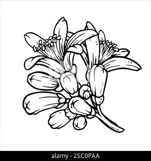 Boccioli e fiori di agrumi. Schizzo di inchiostro in fiore al limone o al mandarino. Composizione primaverile in bianco e nero. Infiorescenza in stile incisivo Illustrazione Vettoriale