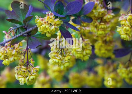 Foto macro dettagliata di una vespa calabrone che si nutre di fiori gialli luminosi. Vista ravvicinata delle complesse funzioni dell'insetto. Foto naturalistiche e naturalistiche Foto Stock