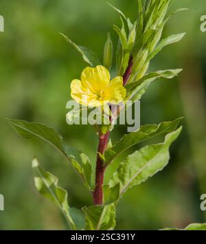 Pricknattljus Oenothera muricata, prisma della sera del nord Foto Stock