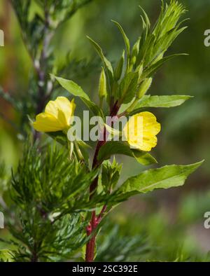 Pricknattljus Oenothera muricata, prisma della sera del nord Foto Stock