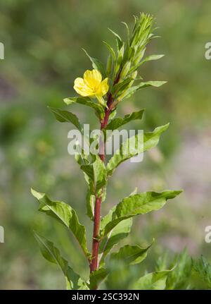 Pricknattljus Oenothera muricata, prisma della sera del nord Foto Stock