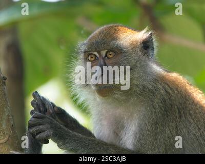 I macachi dalla coda lunga sono onnivori e frugivori. Vivono in gruppi matrilineari. Foto Stock