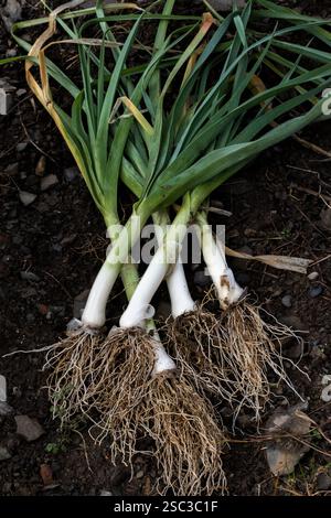Porri appena raccolti per terra Foto Stock