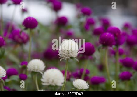 Primo piano di un fiore bianco di Globe Amaranth (Gomphrena globosa) che si distingue in modo nitido su uno sfondo morbido e sfocato di vivaci fioriture viola. Foto Stock