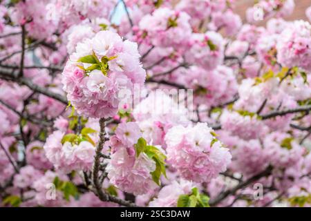 Splendidi fiori di ciliegio rosa in piena fioritura, Osaka, Giappone Foto Stock
