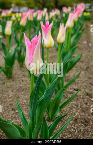File di tulipani rosa e bianchi all'Expo '70 Commemorative Park di Osaka, Giappone Foto Stock