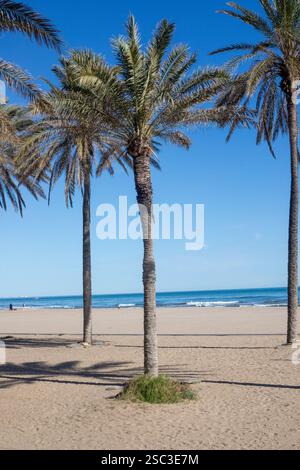 Palme sulla spiaggia di Patacona, Alboraya, Valencia Foto Stock