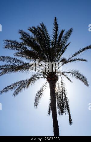 Palme sulla spiaggia di Patacona, Alboraya, Valencia Foto Stock