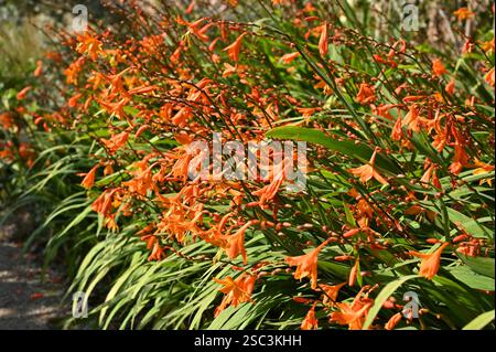 Ricchi fiori d'autunno arancioni di Montbretia o Crocosmia "Emily McKenzie" nel giardino inglese di settembre Foto Stock