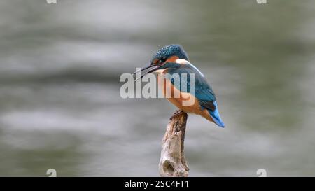 Un maschio kingfisher comune (Alcedo atthis) appollaiato sulla sommità di un ramo sopra uno stagno Foto Stock