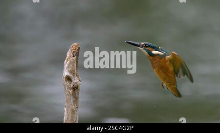 Un kingfisher comune maschile (Alcedo atthis) torna al suo altura dopo una battuta di pesca fallita nella piscina sottostante. Foto Stock