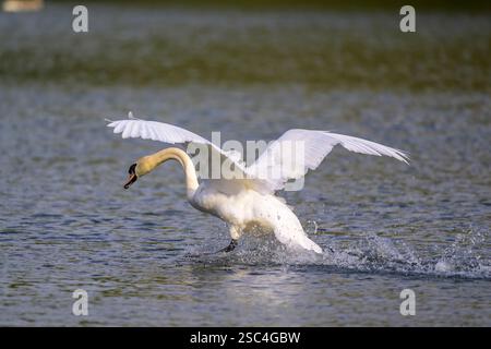 Cigno (Cygnus olor) in volo Foto Stock
