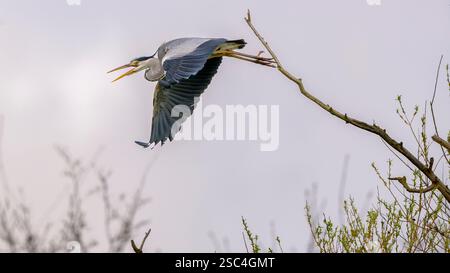 Le ali si estendono, un Heron grigio (Ardea cinerea) si lancia da un ramo alto di un albero Foto Stock