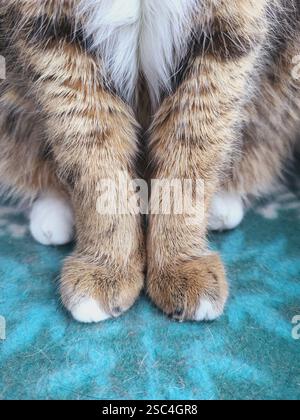 Foto verticale per uno sfondo ravvicinato di zampe di gatto tabby grigio sedute con grazia su una coperta Foto Stock
