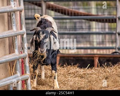 Una capra bianca e nera masticando il fieno all'interno di una recinzione. Una scena agricola rustica che mostra la vita agricola e la cura del bestiame. Foto Stock