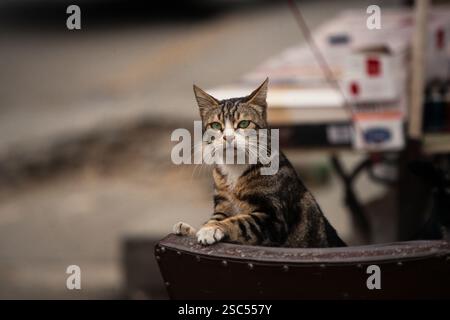 Un gatto da tabby seduto su una sporgenza, che guarda direttamente la telecamera in un ambiente urbano. Foto Stock
