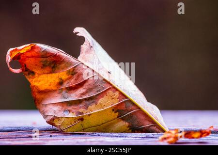 Una foglia autunnale arricciata dalle ricche sfumature arancio e marrone poggia su una superficie di legno, luccicante di rugiada su uno sfondo morbido e sfocato. Foto Stock