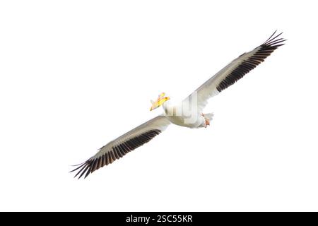 Un pellicano bianco americano scivola con le sue ali spalancate. Isolato su sfondo bianco. Foto Stock