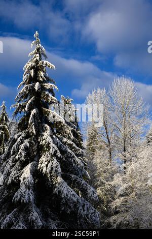 Alberi decidui e sempreverdi ricoperti da una fresca coperta di neve bianca con cielo blu Foto Stock