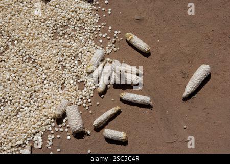MAKEFU VILLAGE, IDODI DIVISION, IRINGA TANZANIA, maggio 2008: Granturco rimosso dalla pannocchia. Foto Stock