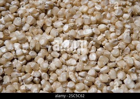 MAKEFU VILLAGE, IDODI DIVISION, IRINGA TANZANIA, maggio 2008: Granturco rimosso dalla pannocchia. Foto Stock