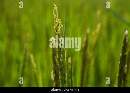 MAKEFU VILLAGE, IDODI DIVISION, IRINGA TANZANIA, maggio 2008: Il raccolto di riso irrigato del villaggio è quasi pronto per la raccolta. Foto Stock
