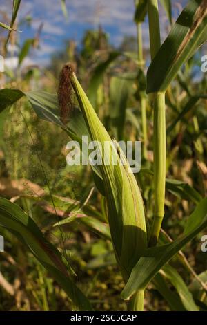 MAKEFU VILLAGE, IDODI DIVISION, IRINGA TANZANIA, maggio 2008: Stagionatura della pannocchia di mais sullo stelo. Foto Stock